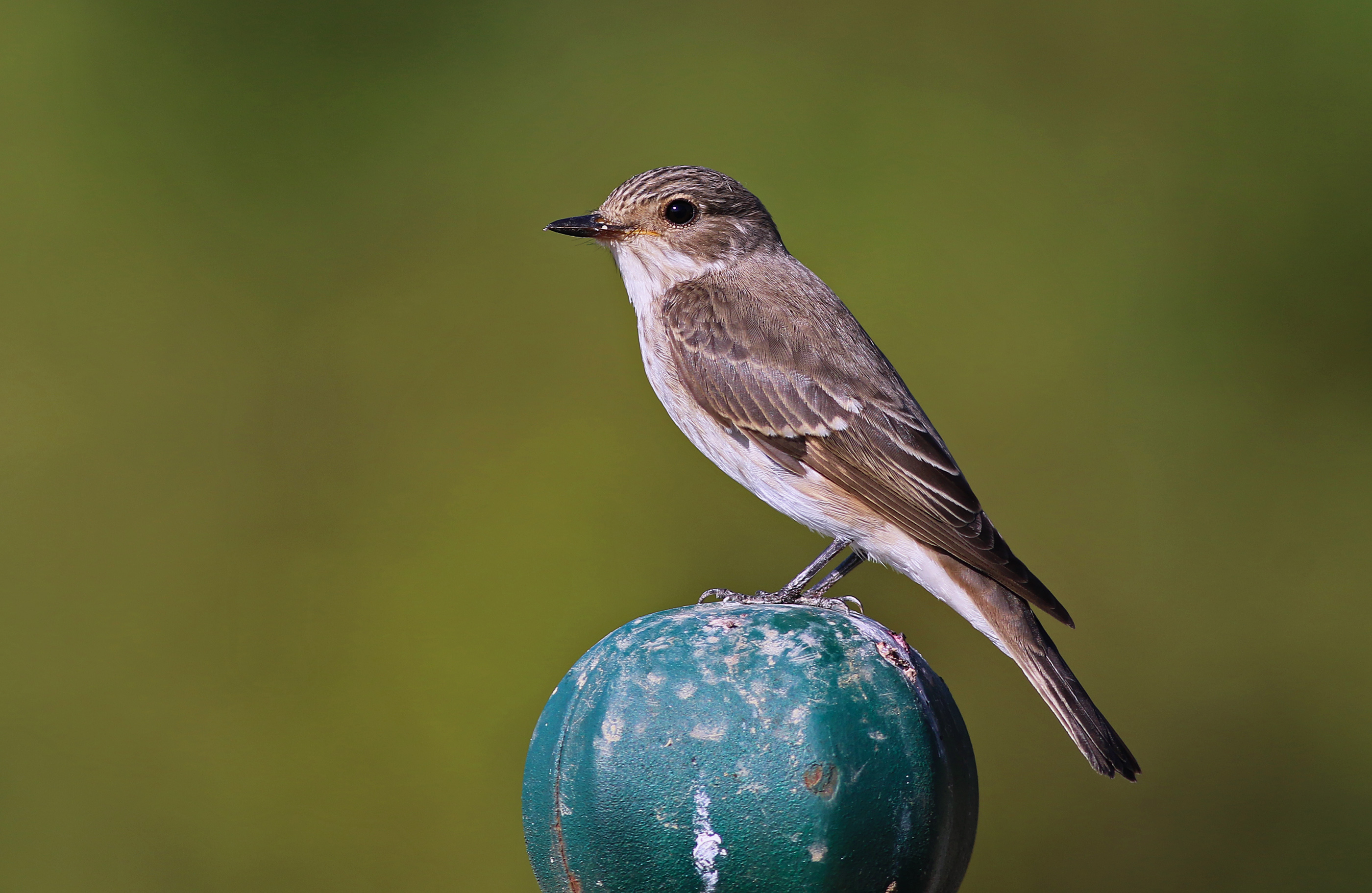 Spotted Flycatcher